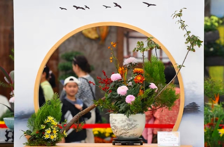 2400多種類以上のキクの花を展示　江蘇省南京市江寧区