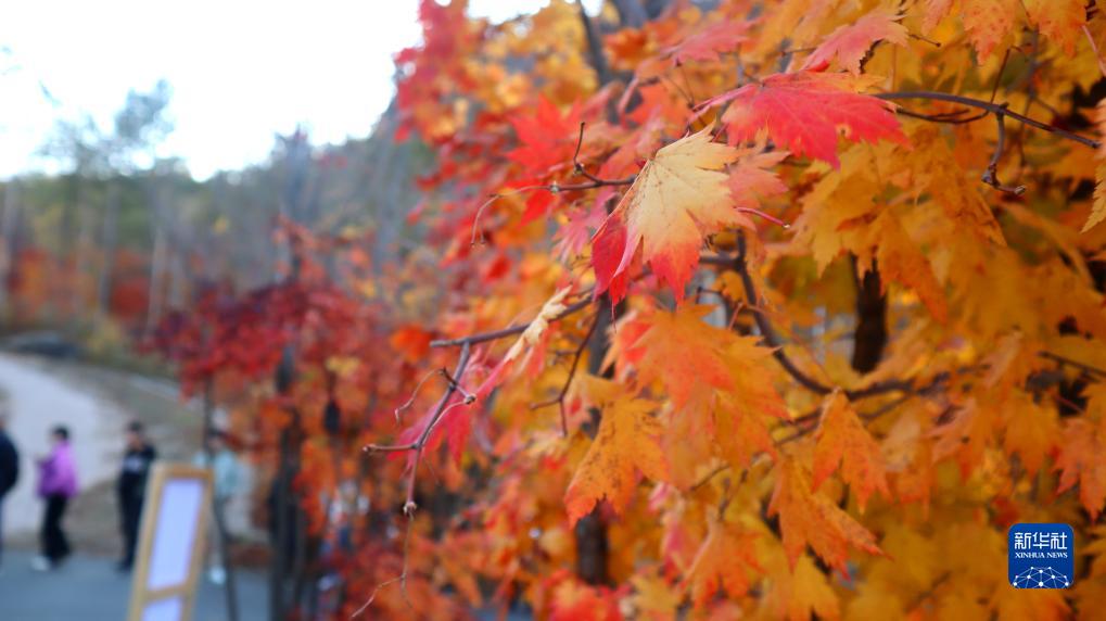 紅葉が見頃を迎え、鮮やかな色に染まった山々　遼寧省本渓