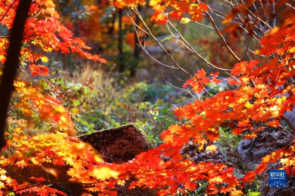紅葉が見頃を迎え、鮮やかな色に染まった山々　遼寧省本渓