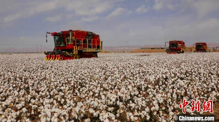 綿花畑で収獲作業をする収獲・梱包一体型の大型綿摘み機3台(撮影・王建強)。