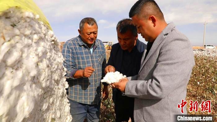 綿花畑で綿摘み機を使った収獲について説明する技術者(撮影・王建強)。