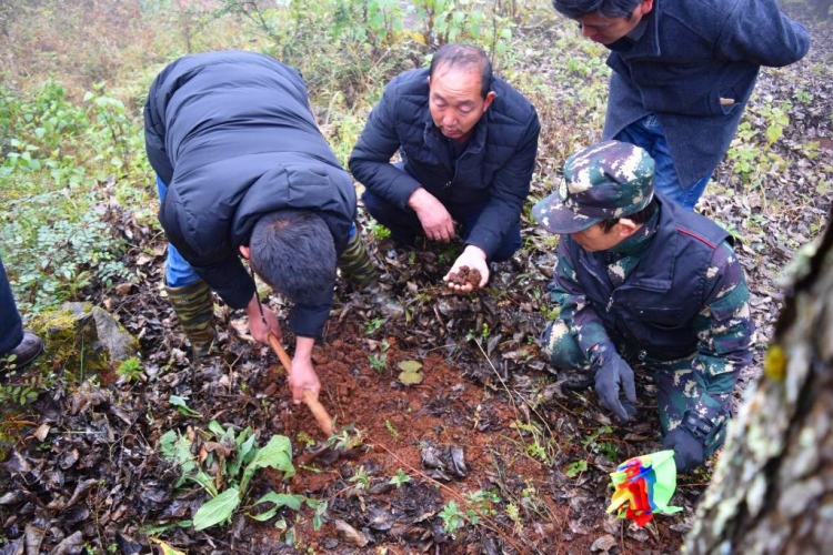 陸良県竜海郷でトリュフを収獲する男性ら（写真提供・取材対応者）。