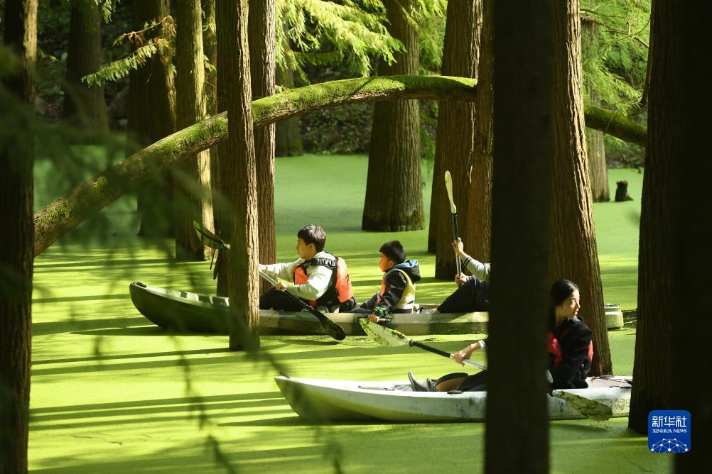 水草に覆われた「抹茶色の森林」をカヌーで進む　浙江省