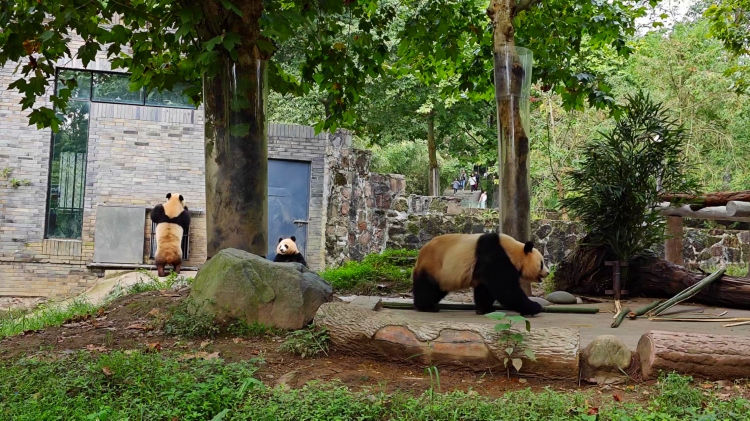 2023年9月28日、四川省で撮影したパンダ。（撮影・趙雯博）