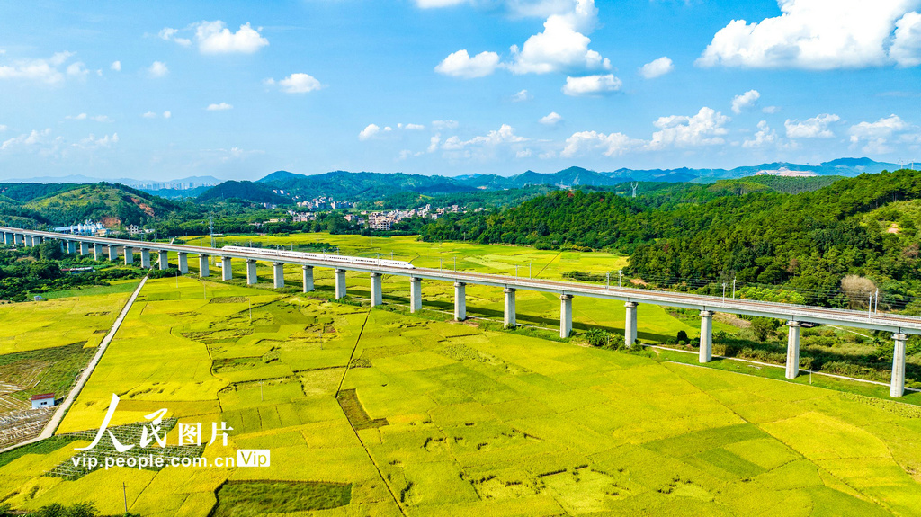 稲の香り漂う黄金の田園風景を疾走する高速鉄道　広西