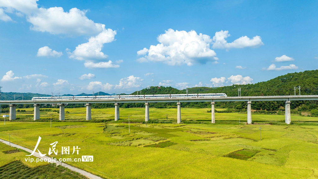 稲の香り漂う黄金の田園風景を疾走する高速鉄道　広西