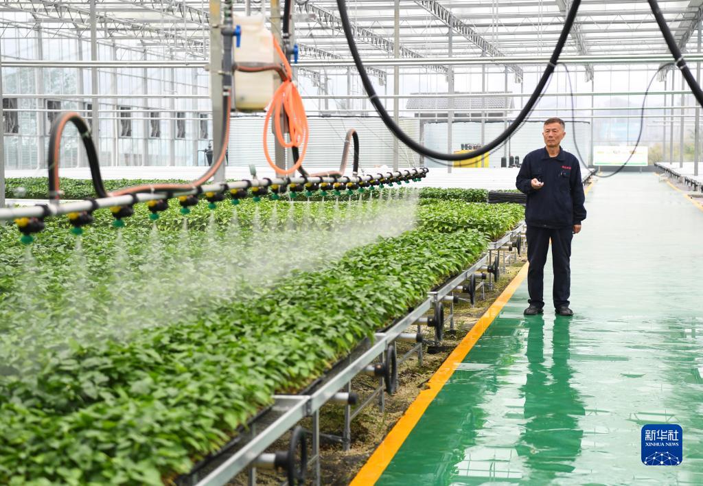 山東・重慶協力で野菜産業のアップグレード促進　重慶市開州
