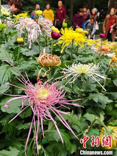 四川省成都で菊花展開催　10万鉢以上展示