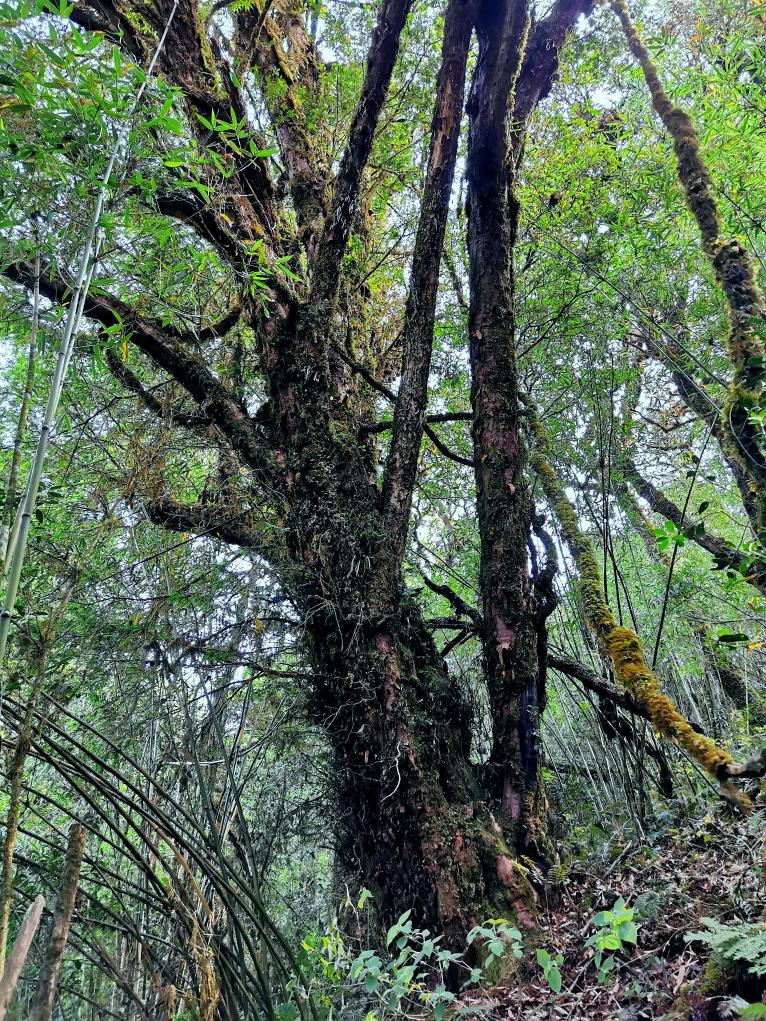 雲南省で樹齢1000年以上の野生のヒマラヤイチイ発見--人民網日本語版--人民日報