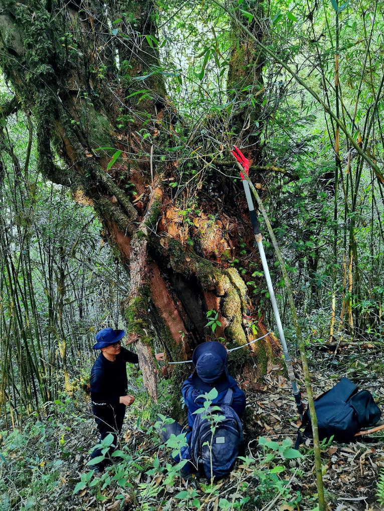 ヒマラヤイチイを測る科学研究者（資料写真）。