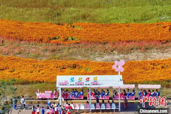 南京郊外のカラフルで美しい花畑を空から撮影　江蘇省