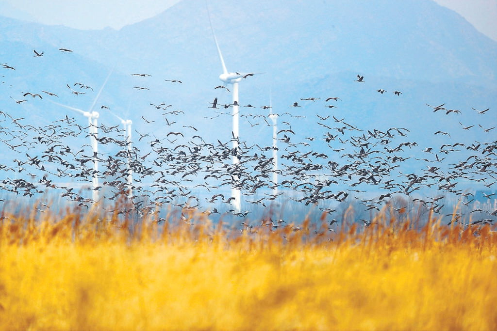 群れを成して飛来するクロヅル（写真提供・ブラックレオパード野生動物保護ステーション）。
