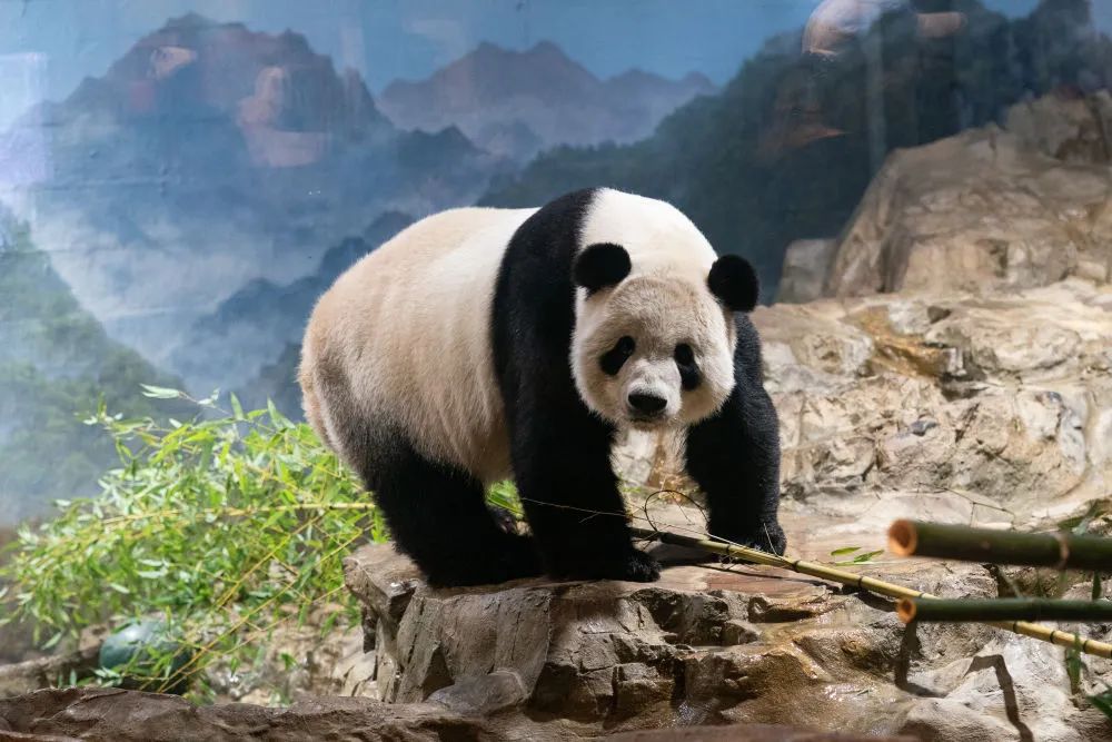  ジャイアントパンダの「添添」（資料写真、写真提供・新華社）。