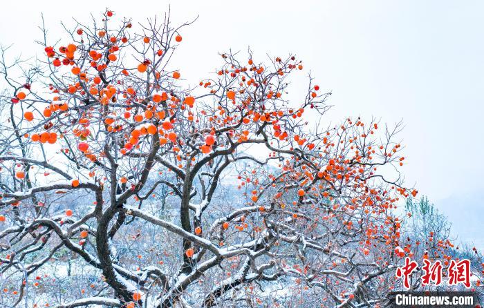 濃いオレンジ色に熟れた柿の実に雪が降り積もった美しい風景が広がる山西省普中市左権県（撮影・韓永生）。