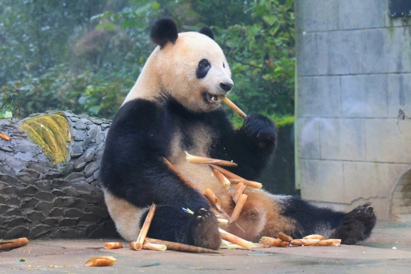 中国ジャイアントパンダ保護研究センター雅安基地で撮影した「香香」（11月8日撮影、陳居偉）。