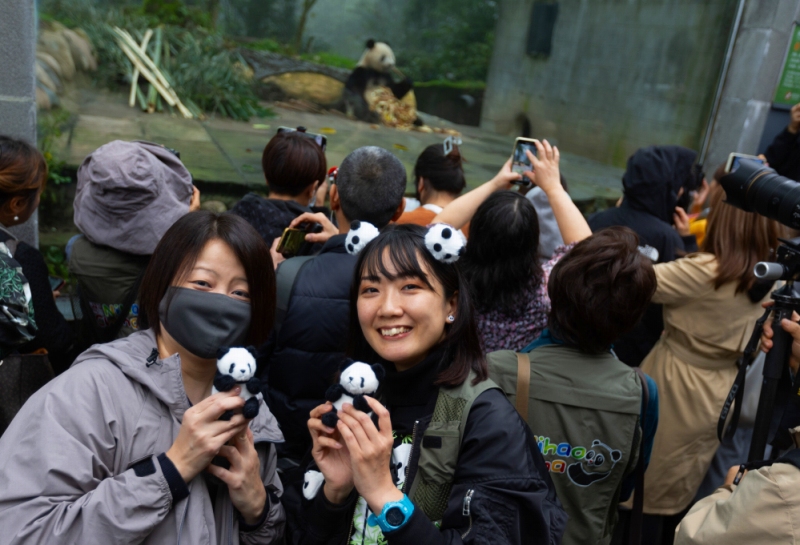 中国ジャイアントパンダ保護研究センター雅安基地でパンダの「香香」と再会した 「シャンシャンと再会の旅」のメンバー（11月8日撮影、江宏景）。