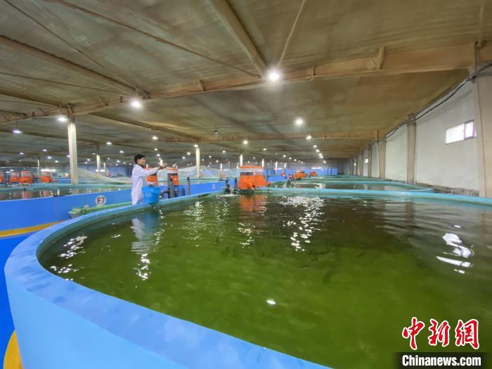 資料画像 2020年12月28日に撮影された青海湖裸鯉魚救護センターの循環水恒温稚魚飼育場。撮影・李江寧