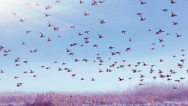 渡り鳥が飛来し、最も美しい時期を迎えた濾沽湖