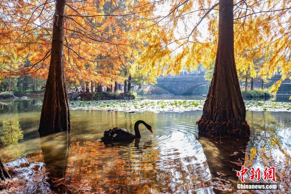 紅葉で幻想的な風景広がる江蘇省南京の燕雀湖（撮影・泱波）。