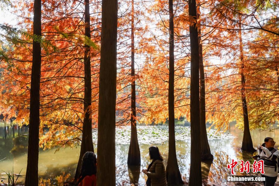 紅葉で幻想的な風景広がる江蘇省南京の燕雀湖