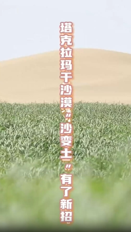 塔克拉瑪干砂漠で「砂漠土壌化」技術によるチカラシバの試験植栽に成功　新疆