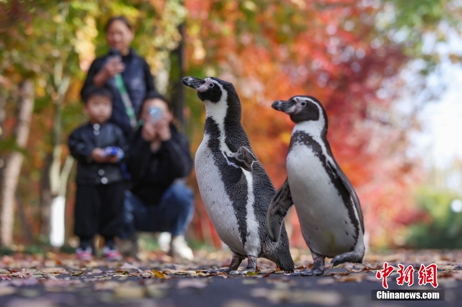 紅葉や銀杏を愛でながら楽しく散策するペンギン　江蘇省