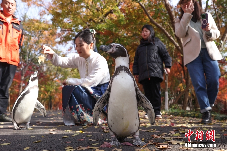 紅葉や銀杏を愛でながら楽しく散策するペンギン　江蘇省