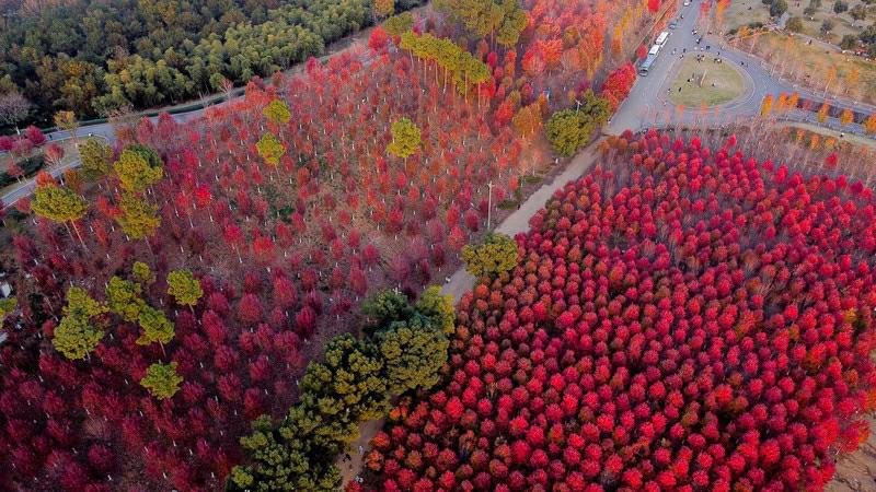 赤々と色付いたカエデの林広がる武漢文華学院　湖北省