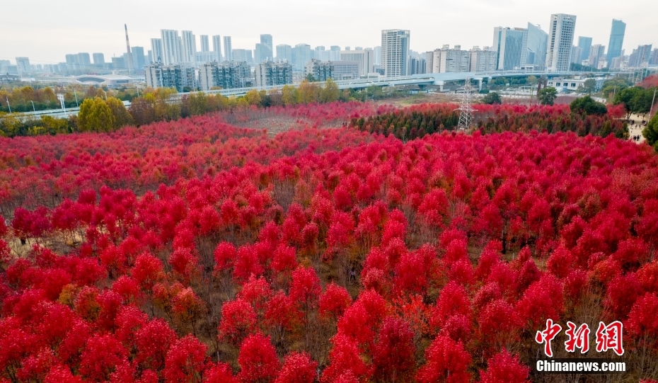 見頃を迎えた武漢文華学院のキャンパスの紅葉　湖北省武漢