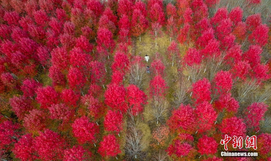 見頃を迎えた武漢文華学院のキャンパスの紅葉　湖北省武漢