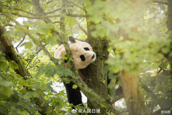 英国で飼育されていたパンダ「陽光」と「甜甜」が中国に帰国
