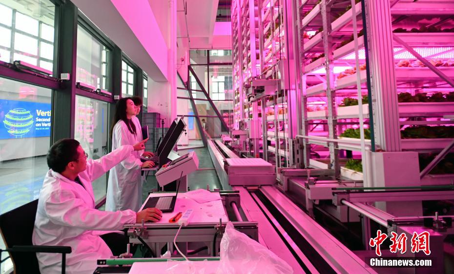 栽培段数が世界で最多の自動化垂直植物工場を訪ねて　四川省成都
