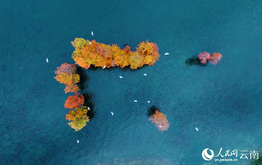 洱海で見るメタセコイアとユリカモメ　雲南省