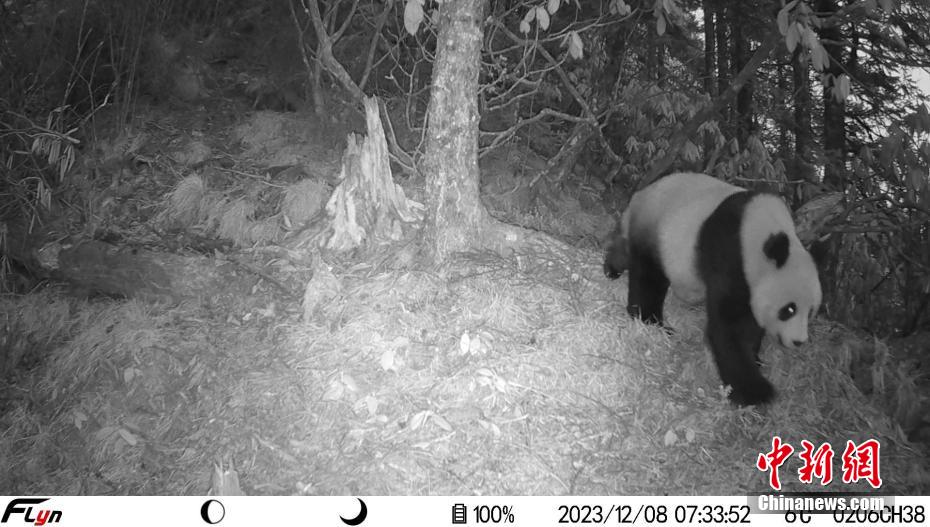 2日連続で野生パンダの撮影に成功　四川省北川