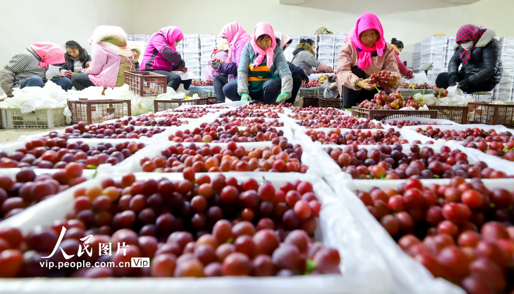 季節をずらして栽培したブドウが収穫期を迎える　甘粛省臨沢県