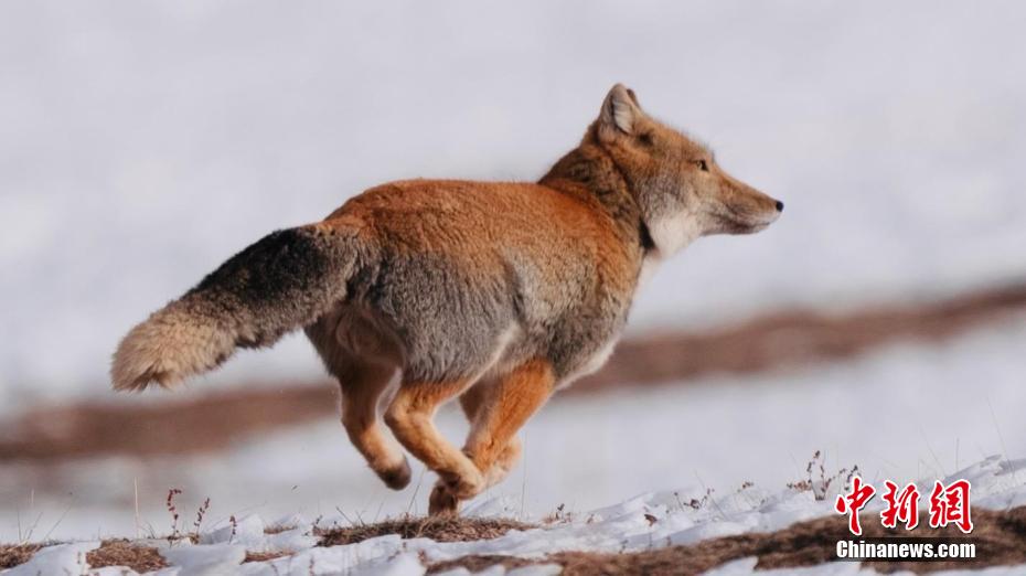 さまざまな希少野生動物がしばしば姿を現す冬の青海省都蘭