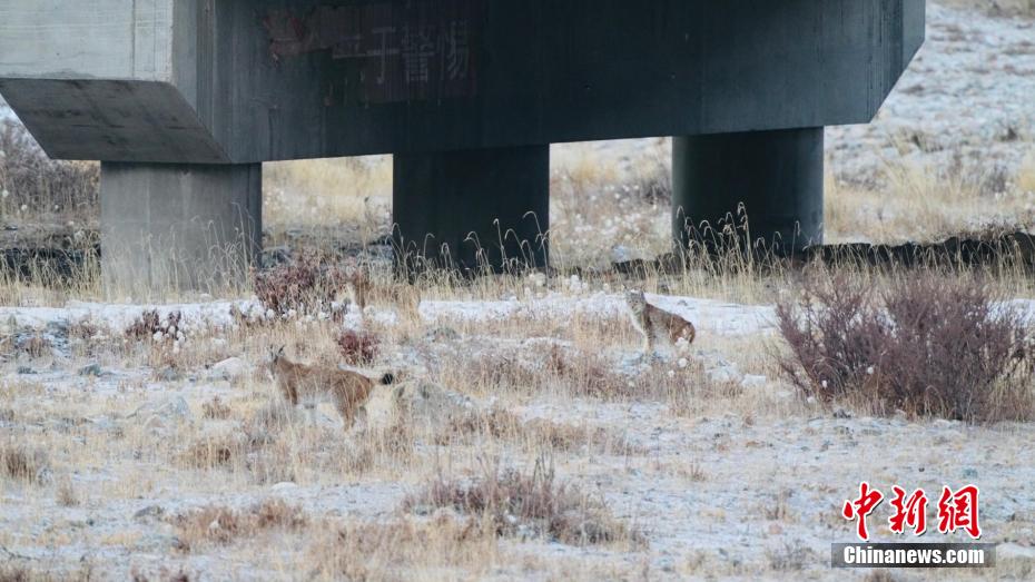 さまざまな希少野生動物がしばしば姿を現す冬の青海省都蘭