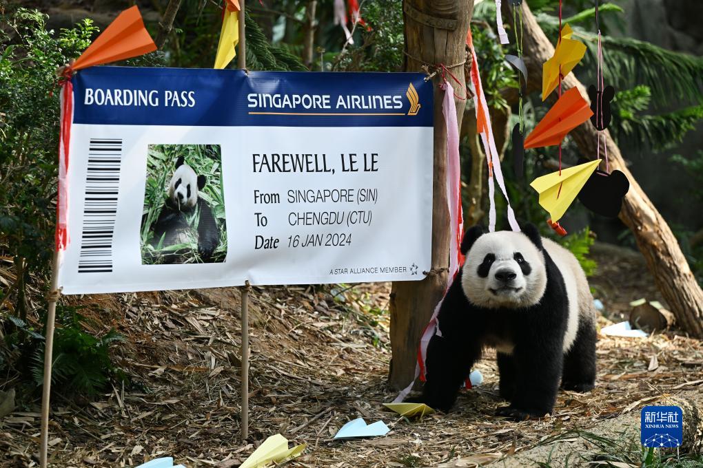 リバーサファリでパンダ「叻叻」の歓送会　シンガポール