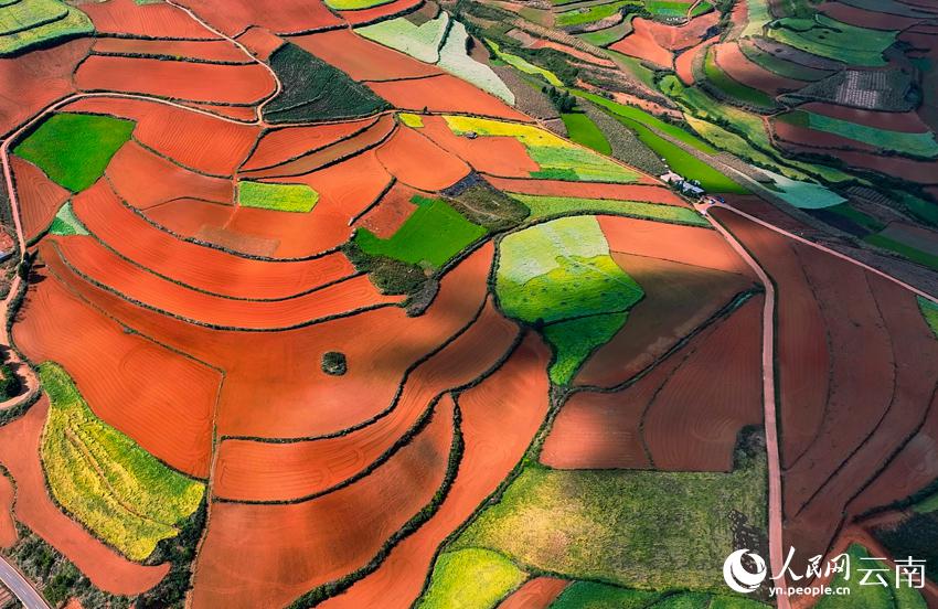カラーパレットのように鮮やかな赤土の冬景色　雲南省