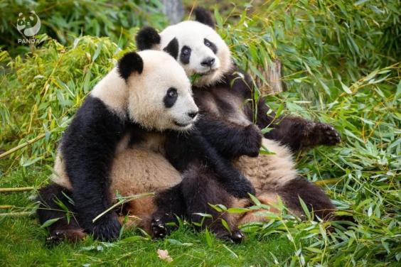 （写真提供・ドイツベルリン動物園）。