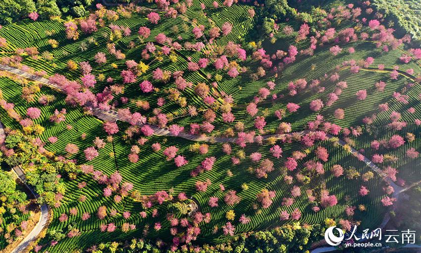 満開を迎えた無量山の冬咲きの桜　雲南省