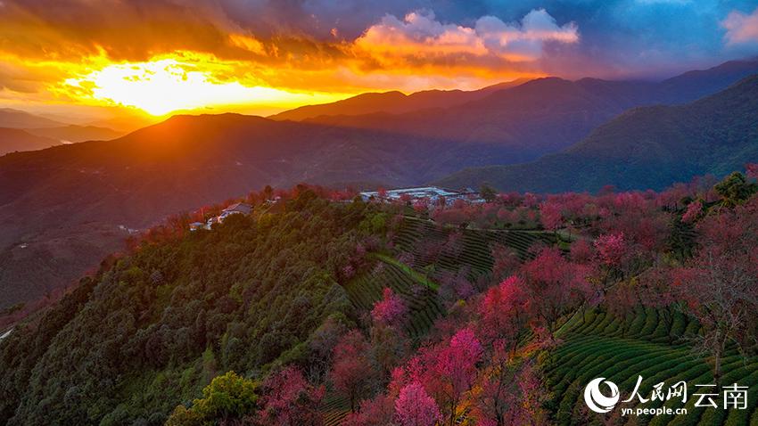 満開を迎えた無量山の冬咲きの桜　雲南省