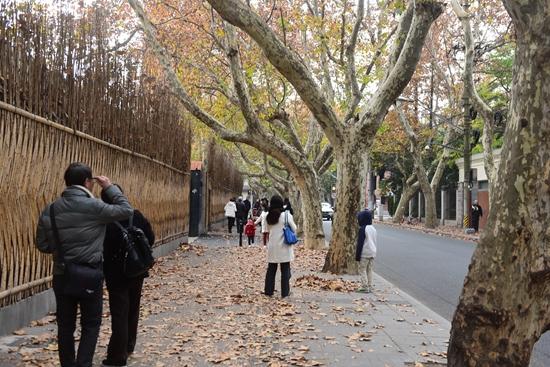 上海市岳陽路のプラタナスの落ち葉。