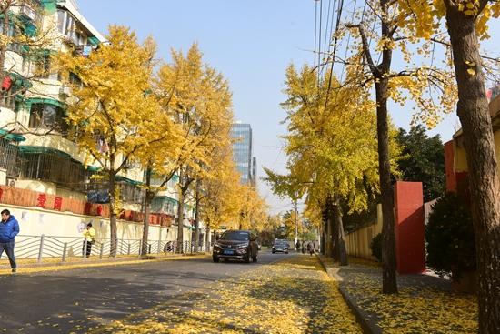 上海市竜華路のイチョウの落ち葉。