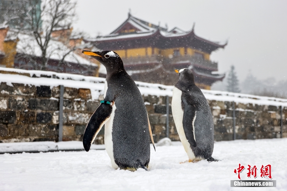 城壁に登り雪景色を楽しむ南京海底世界のジェンツーペンギン　江蘇省