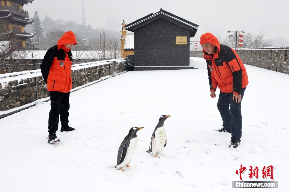 城壁に登り雪景色を楽しむ南京海底世界のジェンツーペンギン　江蘇省