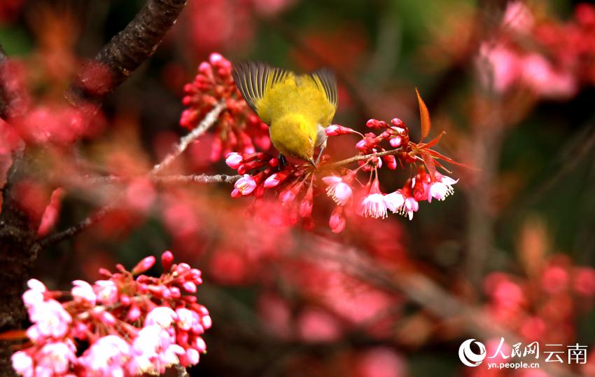 満開の冬桜の枝にとまった小鳥（撮影・馬衛忠）。