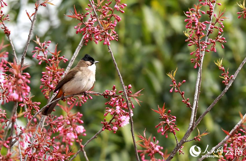 冬桜が満開迎え、鳥がさえずる雲南省曲北