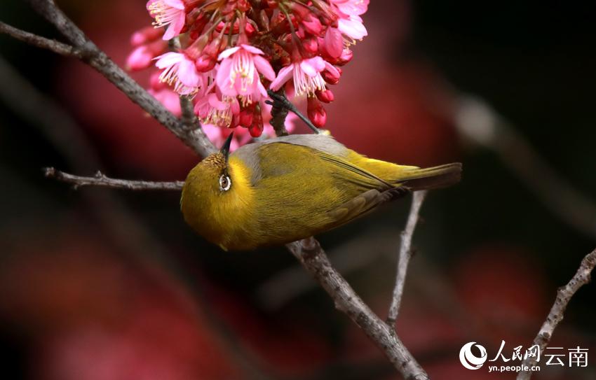 冬桜が満開迎え、鳥がさえずる雲南省曲北