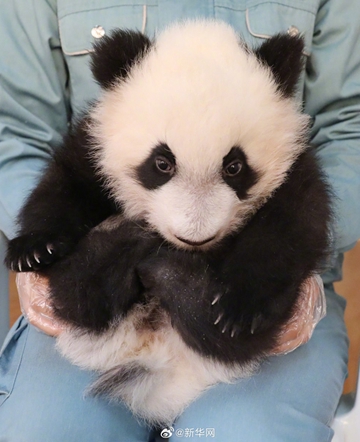 出生時60グラム未満だったパンダがすくすく成長　陝西省秦嶺エリア